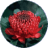 Waratah, symbol of New South Wales